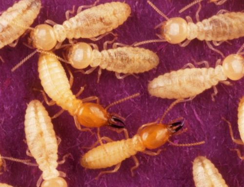 Do you have termites at your premise?
