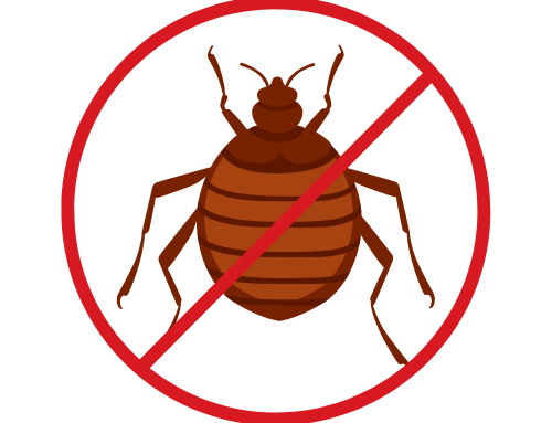 Best Treatment to Rid Bed Bugs Permanently